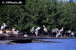 pelecanus rufescens   pink backed pelican  