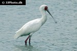 platalea alba   african spoonbill  