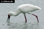 platalea alba   african spoonbill  