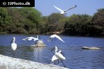 platalea leucorodia   eurasian spoonbill  