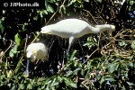 platalea leucorodia   eurasian spoonbill  