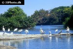 platalea leucorodia   eurasian spoonbill  