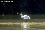 platalea leucorodia   eurasian spoonbill  