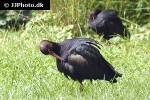 plegadis falcinellus   glossy ibis  