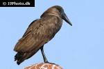 scopus umbretta   hamerkop  