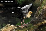 theristicus melanopis   black faced ibis  