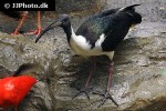 threskiornis spinicollis   straw necked ibis  