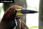 tigrisoma lineatum   rufescent tiger heron  