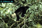 ateles geoffroyi   blackhanded spider monkey  