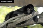 ateles paniscus   red faced spider monkey  