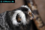 callithrix jacchus   white eared marmoset  