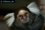 callithrix jacchus   white eared marmoset  