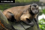 cebus apella   tufted capuchin monkey  