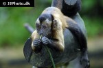 cebus apella   tufted capuchin monkey  
