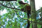 eulemur fulvus rufus   redfronted brown lemur  