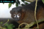 eulemur rubriventer   red bellied lemur  