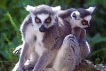 lemur catta   ringtailed lemur  