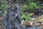 macaca fascicularis   crab eating macaque monkey  