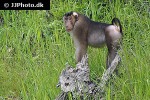 macaca nemestrina   southern pig tailed macaque monkey  