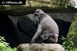 macaca nigra   celebes crested macaque monkey  