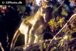 macaca radiata   bonnet macaque  