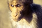macaca radiata   bonnet macaque  
