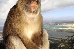 macaca sylvanus   barbary macaque barbary ape monkey  