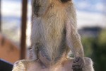 macaca sylvanus   barbary macaque barbary ape monkey  