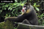 mandrillus sphinx   mandrill monkey  