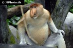nasalis larvatus   proboscis monkey  