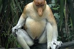 nasalis larvatus   proboscis monkey  