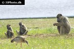 papio cynocephalus   yellow baboon  