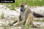 papio cynocephalus   yellow baboon  