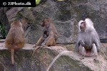 papio hamadryas   hamadryas baboon monkey  