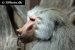 papio hamadryas   hamadryas baboon monkey  