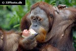 pongo pygmaeus   bornean orangutan  