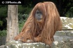pongo pygmaeus   bornean orangutan  