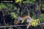 saimiri sciureus   common squirrel monkey  