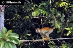 saimiri sciureus   common squirrel monkey  