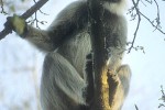 semnopithecus entellus   northern plains gray langur monkey  