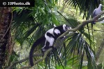 varecia variegata   black and white ruffed lemur  
