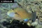 canthigaster amboinensis