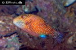 canthigaster amboinensis