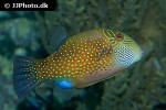 canthigaster amboinensis