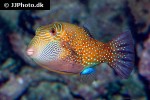 canthigaster amboinensis