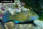 canthigaster amboinensis