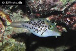 canthigaster leoparda