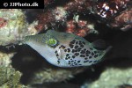 canthigaster leoparda