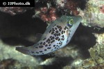 canthigaster leoparda