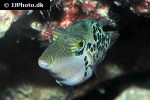 canthigaster leoparda